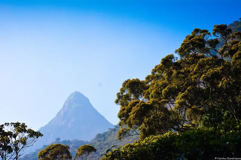 The cone of Adam's Peak (Sri Pada) rising above the forest