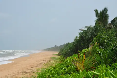 The long palm-backed beach at Bentota