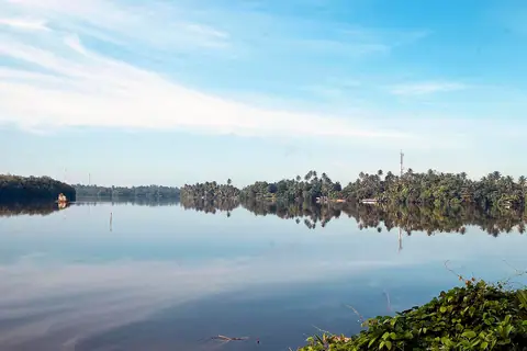 Calm water and palms on the Bentota river