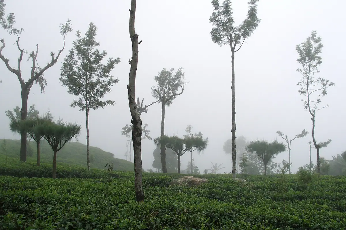 Tea bushes and tall shade trees on a misty slope at Haputale