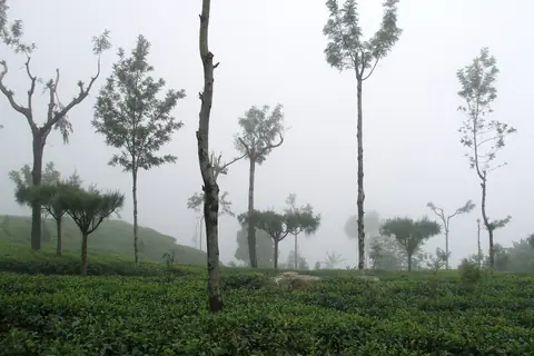 Tea bushes and tall shade trees on a misty slope at Haputale