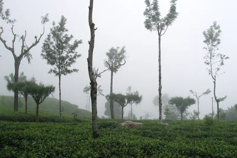 Tea bushes and tall shade trees on a misty slope at Haputale
