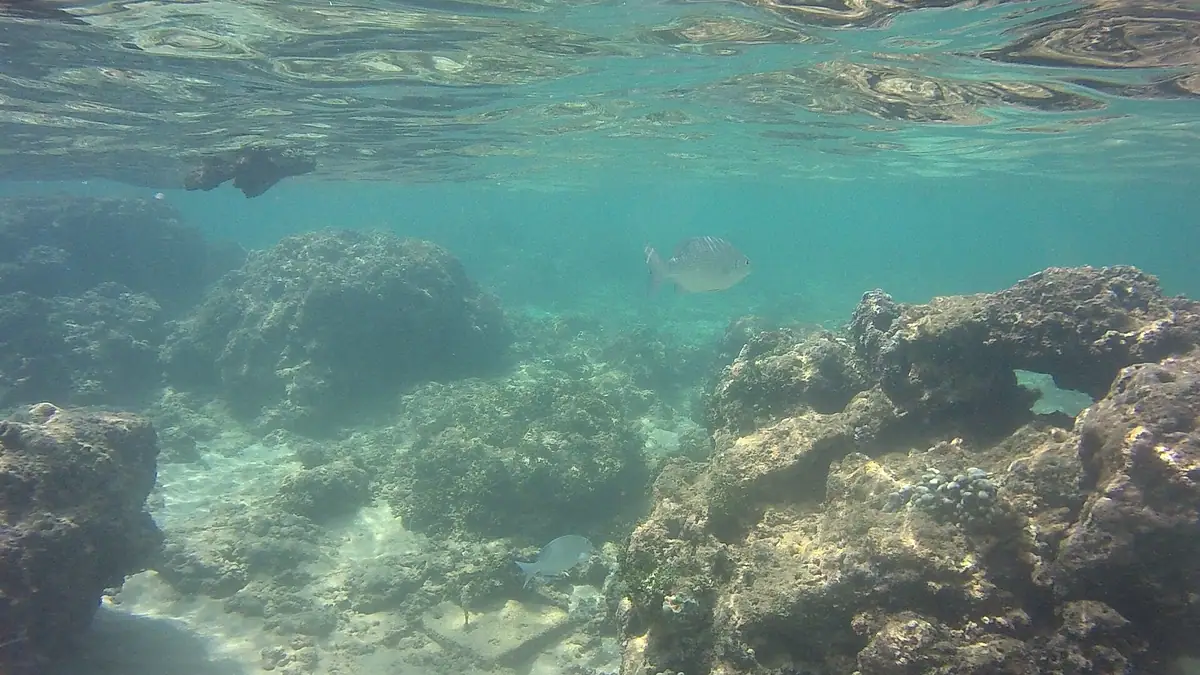 Coral and clear water on the reef at Hikkaduwa