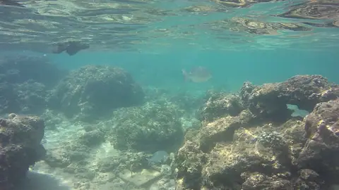 Coral and clear water on the reef at Hikkaduwa