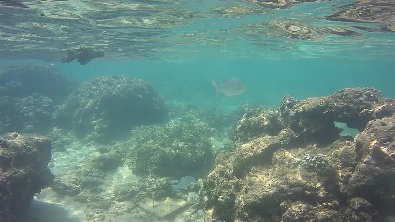 Coral and clear water on the reef at Hikkaduwa