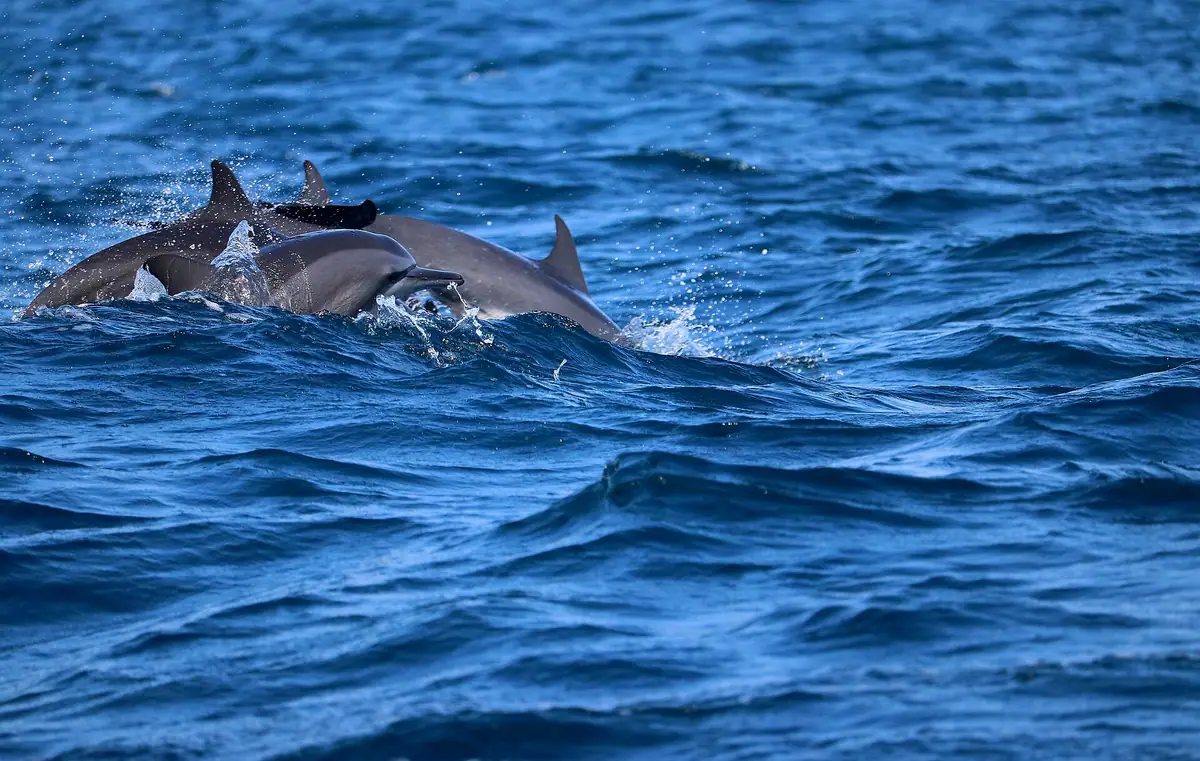 Spinner dolphins swimming off Kalpitiya