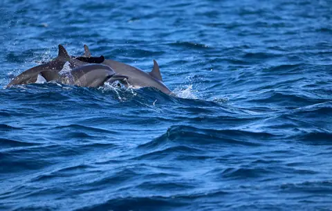 Spinner dolphins swimming off Kalpitiya