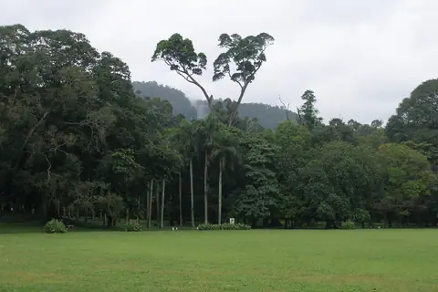 Landscaped lawns and trees in the Royal Botanic Gardens, Peradeniya