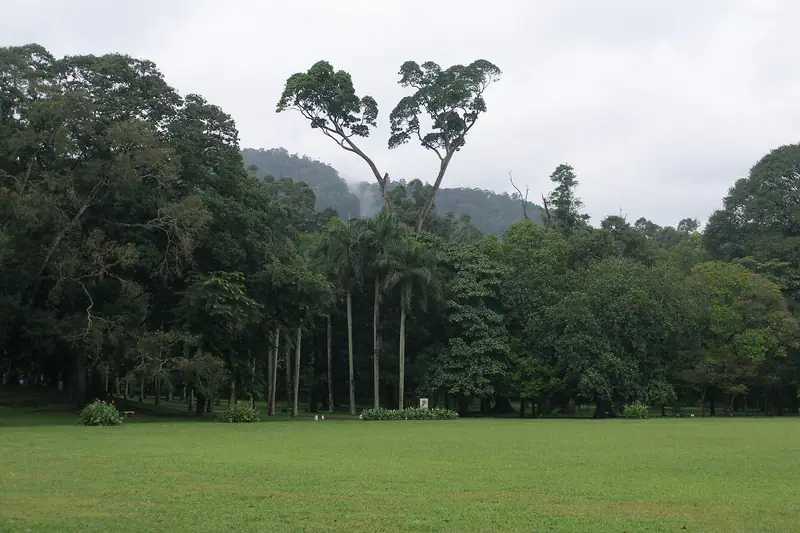 Landscaped lawns and trees in the Royal Botanic Gardens, Peradeniya