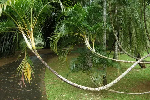 An avenue of palms in the Royal Botanic Gardens, Peradeniya