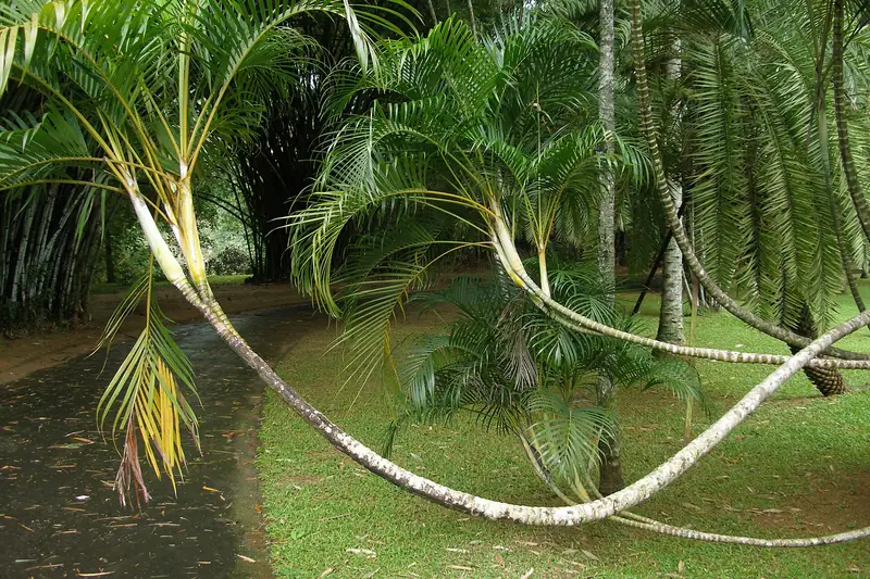 An avenue of palms in the Royal Botanic Gardens, Peradeniya