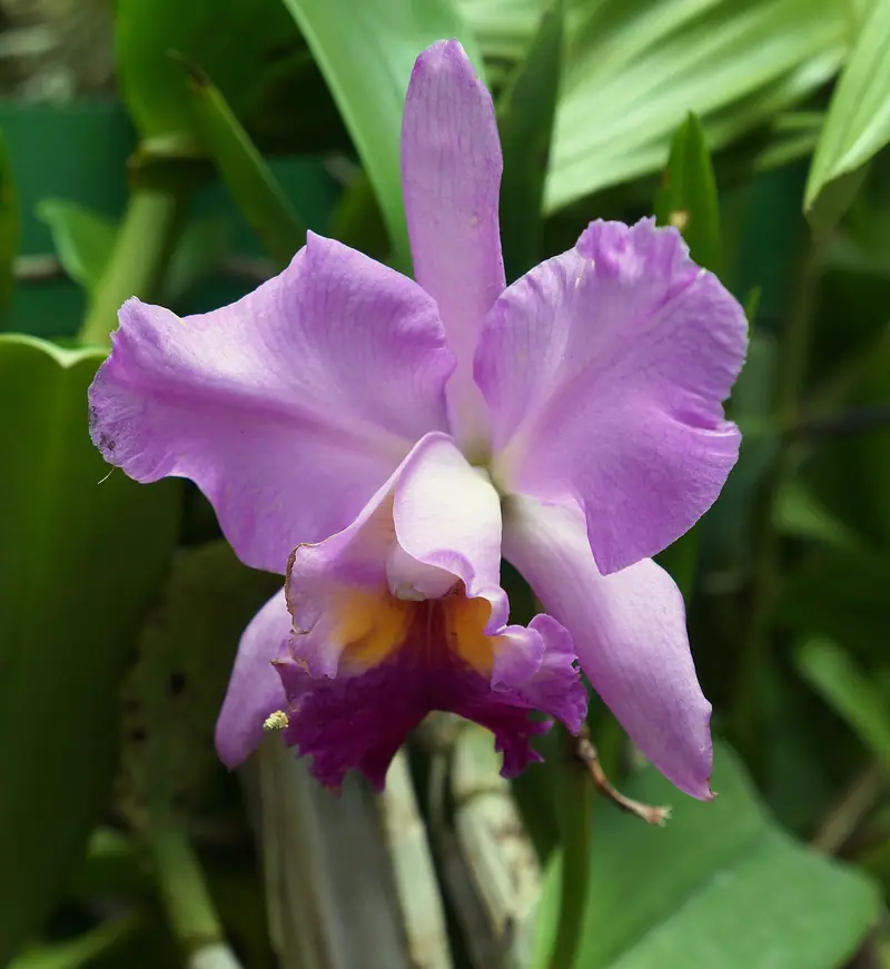 The orchid house at the Royal Botanic Gardens, Peradeniya