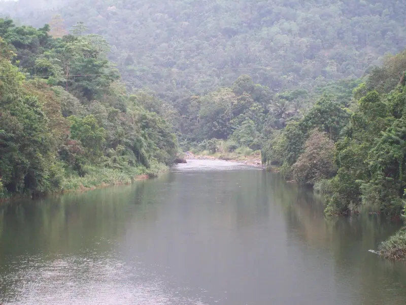 Mist over the forest along the Kelani river