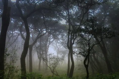 Misty cloud forest in the Knuckles range