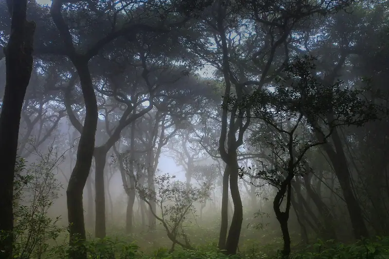 Misty cloud forest in the Knuckles range
