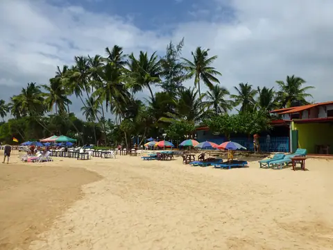 Mirissa beach lined with coconut palms