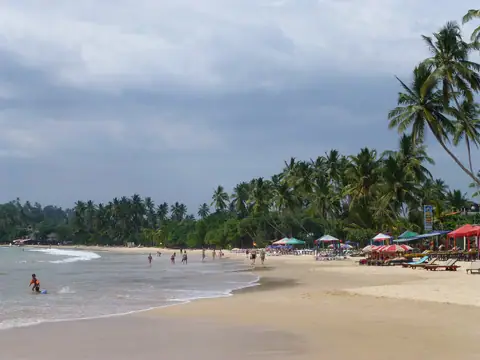 Palms and sun loungers along Mirissa beach