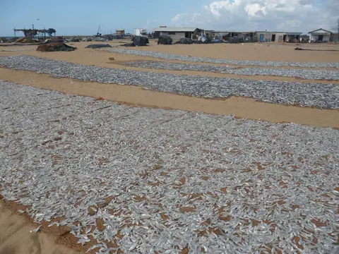 Fish laid out to dry on the beach at Negombo