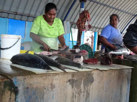 Tuna for sale at the Negombo fish market