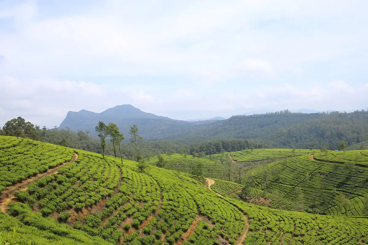 Tea bushes covering the highland slopes near Nuwara Eliya
