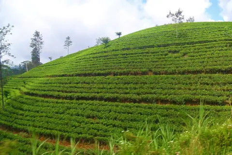 A tea estate near Nuwara Eliya