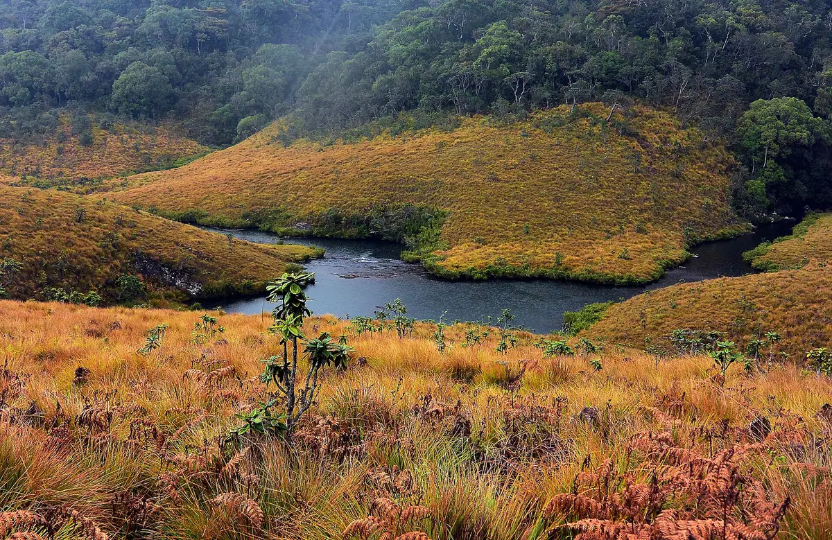A stream winding through the golden grassland of Horton Plains