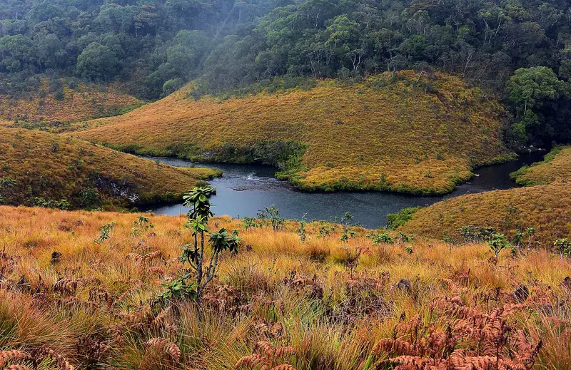 A stream winding through the golden grassland of Horton Plains