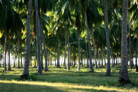 A coconut grove behind the beach at Pasikudah