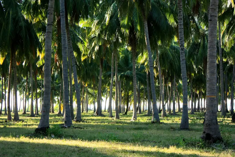 A coconut grove behind the beach at Pasikudah