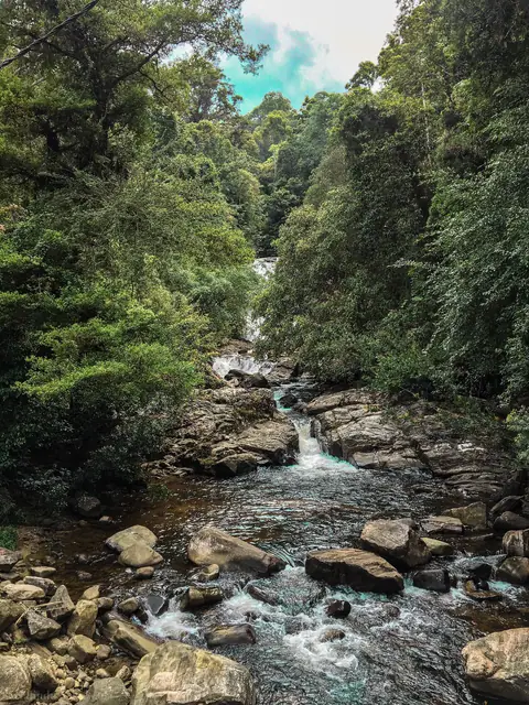 A rocky stream running through the Sinharaja rainforest