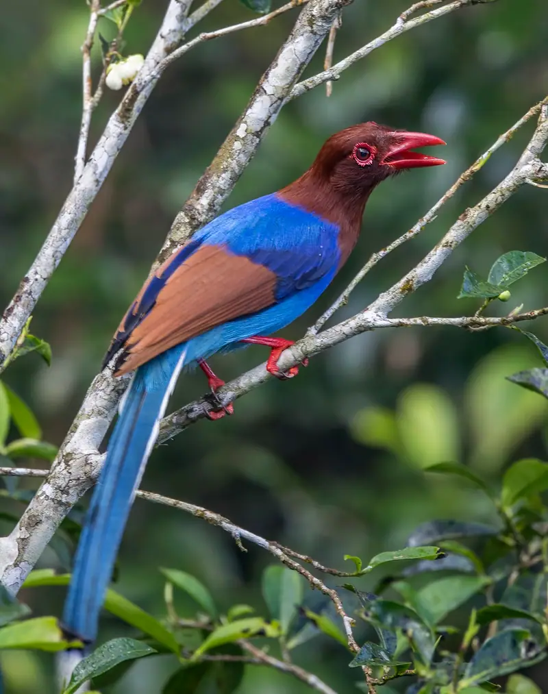 A Sri Lanka blue magpie, an endemic bird, in the Sinharaja forest