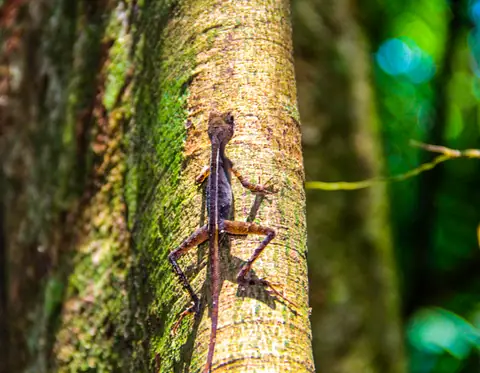 A lizard on a tree trunk in the Sinharaja Forest Reserve