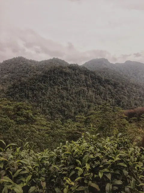 Forested hills seen across the Sinharaja rainforest