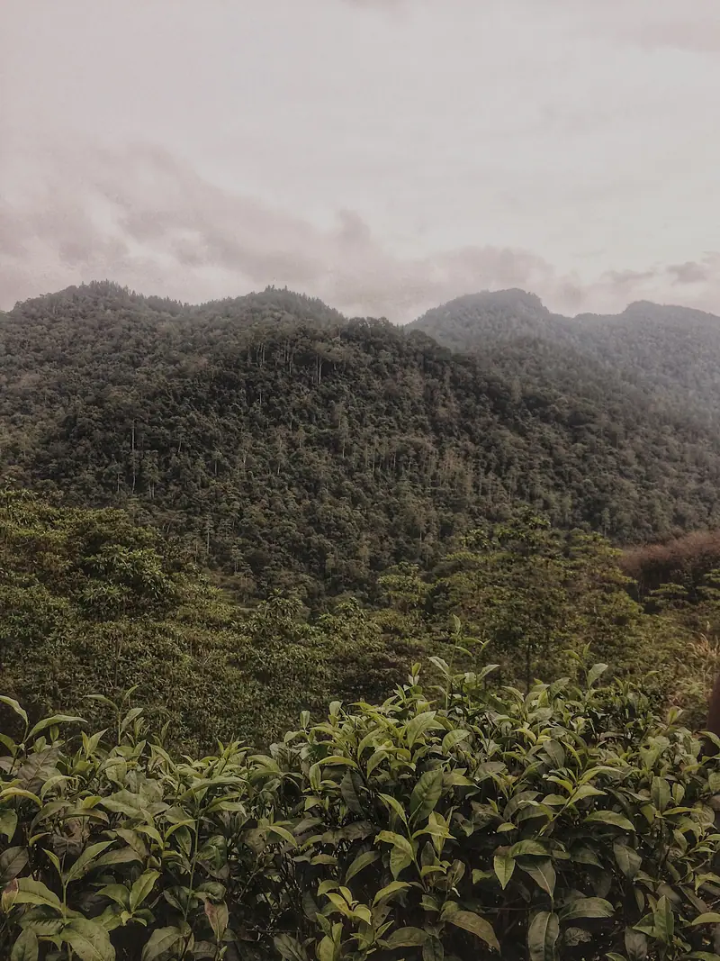 Forested hills seen across the Sinharaja rainforest