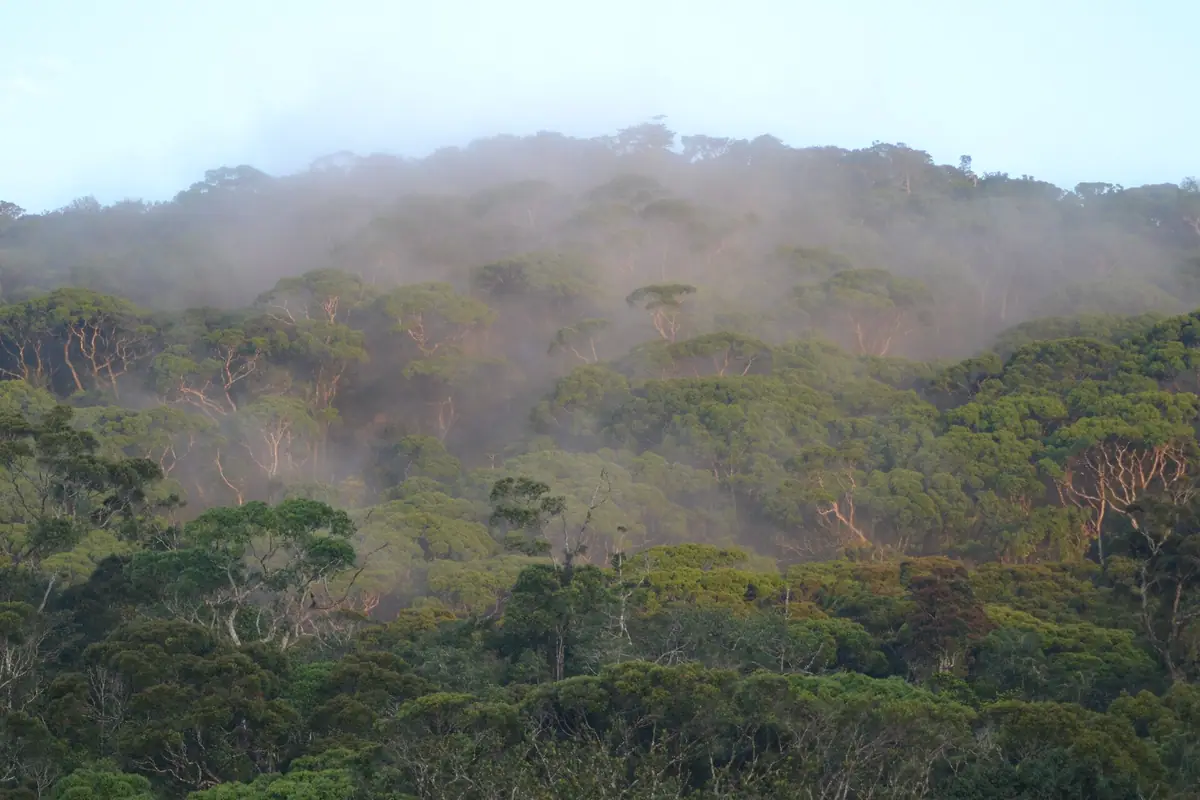 Morning mist over the rainforest canopy of Sinharaja near Deniyaya