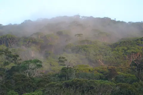 Morning mist over the rainforest canopy of Sinharaja near Deniyaya