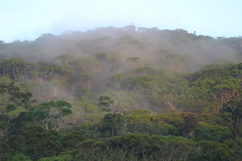 Morning mist over the rainforest canopy of Sinharaja near Deniyaya