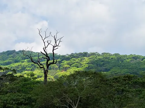 The rainforest canopy of Sinharaja seen from a hillside