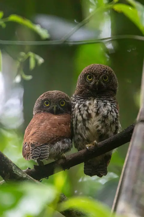 A pair of chestnut-backed owlets in the forest at Kudawa, Sinharaja