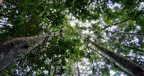 Tall trees reaching up to the canopy in Sinharaja