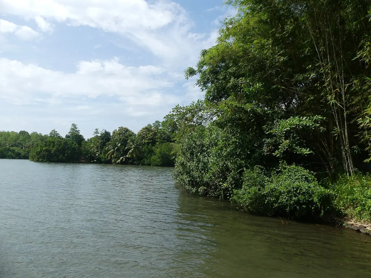 Mangroves on the edge of Koggala Lagoon