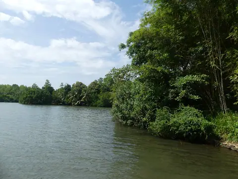 Mangroves on the edge of Koggala Lagoon
