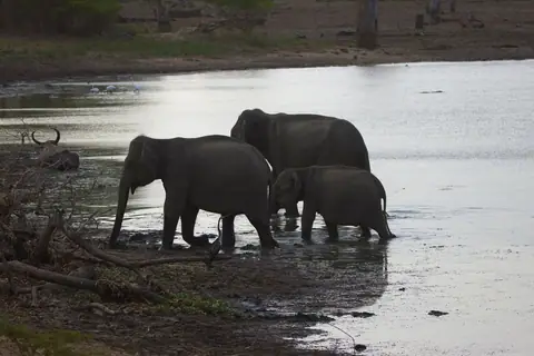 Elephants gathered at a waterhole