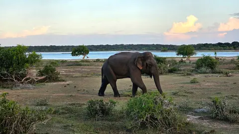 A wild elephant in dry scrub