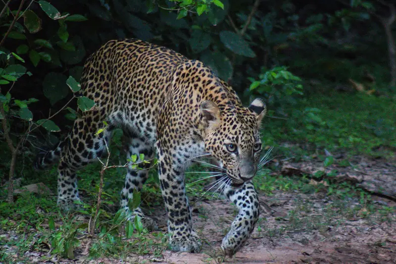 A Sri Lankan leopard at the forest edge in Yala National Park