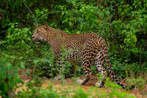 A young female leopard in Yala National Park