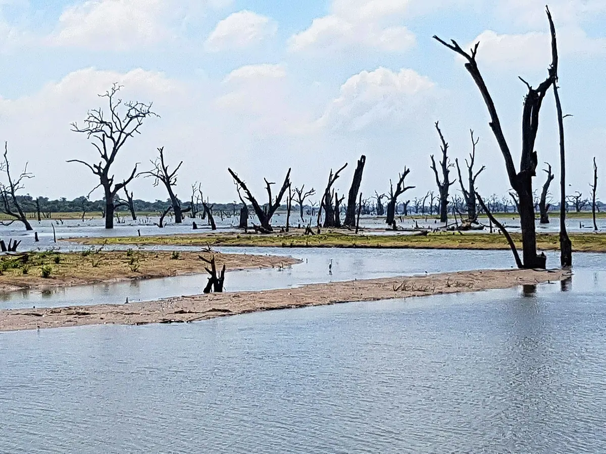 Dead trees standing in the water of the Udawalawe reservoir