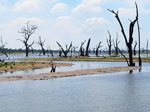 Dead trees standing in the water of the Udawalawe reservoir