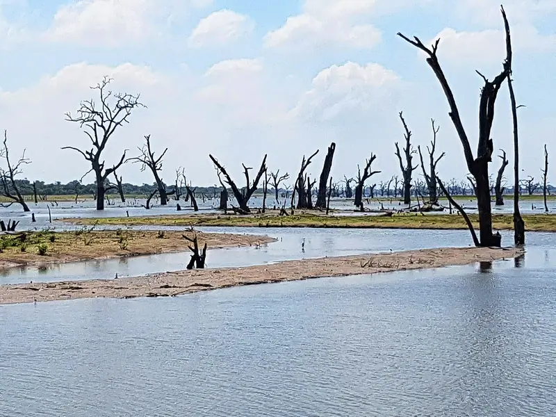Dead trees standing in the water of the Udawalawe reservoir
