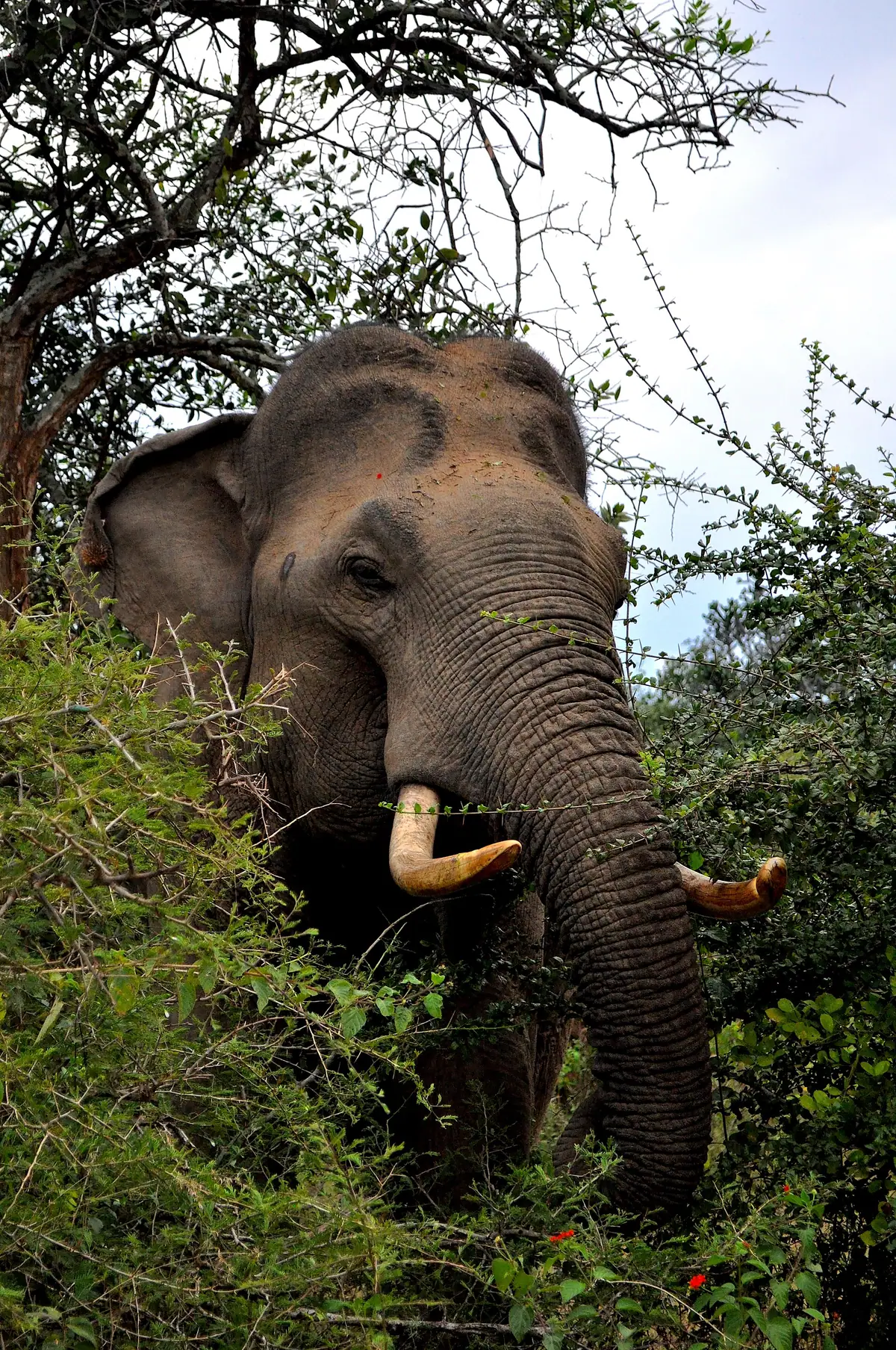 An adult elephant coming out of the bushes in Udawalawe National Park